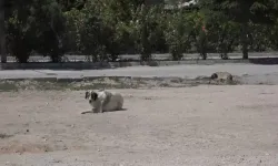 Niğdeliler rahat bir nefes aldı! Kuduz şüphesi olan köpeğin testi negatif çıktı