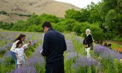 Erzincan’ın Çağlayan Beldesi'nde Lavanta Tarlaları Fotoğraf Tutkunlarını Cezbediyor