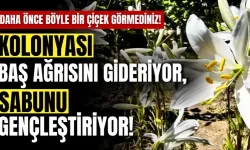 Bu çiçeğin kolonyası baş ağrısını gideriyor, sabunu gençleştiriyor!