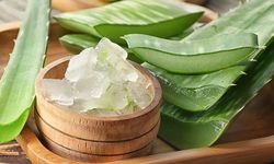 Rüyada aloe vera görmek ne anlama geliyor?