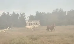 Bursa'da yangın kabusu! Küçükbaş hayvanlar telef oldu