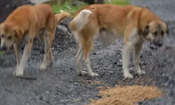 MASAK’tan çarpıcı rapor! Mama lobisinin iç yüzü deşifre oldu!