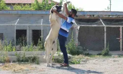 Anadolu Aslanı Aksaray Malaklısı: Bir İnsan Boyunu Geçen Dev Köpekler Ülkenin Dört Bir Yanına Gönderiliyor