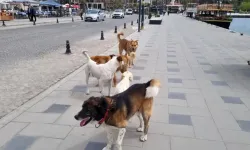 Hükümet mama lobisinin tehditlerine boyun eğdi! Ötenazide geri adım!