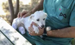 Ayakları kesilen köpek, tedavisinin ardından sağlığına kavuştu