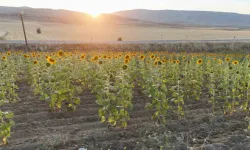 Sivas’ta Ayçiçeği Üretiminde Rekor Artış: 2024’te 106 Bin Dekara Ulaşıldı!