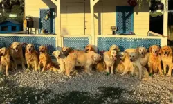 İngiltere'deki yardım kuruluşundan Türkiye'deki sokak köpekleri için kurtarma çalışması