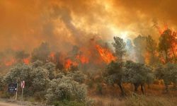 Muğla'da aynı anda başlayan orman yangınlarını söndürme çalışmaları sürüyor