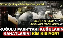 Kuğulu Park'taki kuğuların kanatlarını kim kırıyor? Gözler Çankaya Belediyesine çevrildi...