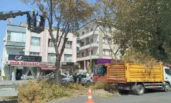 Tıp Fakültesi Caddesi’nde ağaçlara bakım ve budama yapıldı