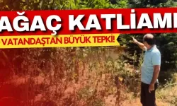 Ankara'da ağaç katliamı başlıyor