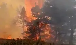 Sivas'ta korkunç orman yangını