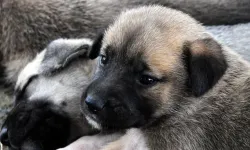 Ankara Mamak'ta 7 köpek ölü bulundu