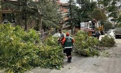 Çankaya Belediyesi ağaç budama çalışması devam ediyor