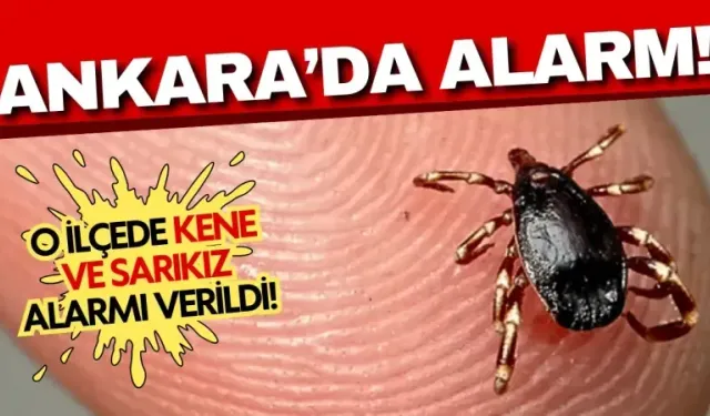 Altındağ'da kene ve sarıkız alarmı