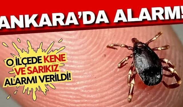 Ankara'da Kene ve Sarıkız Örümceği tehdidi