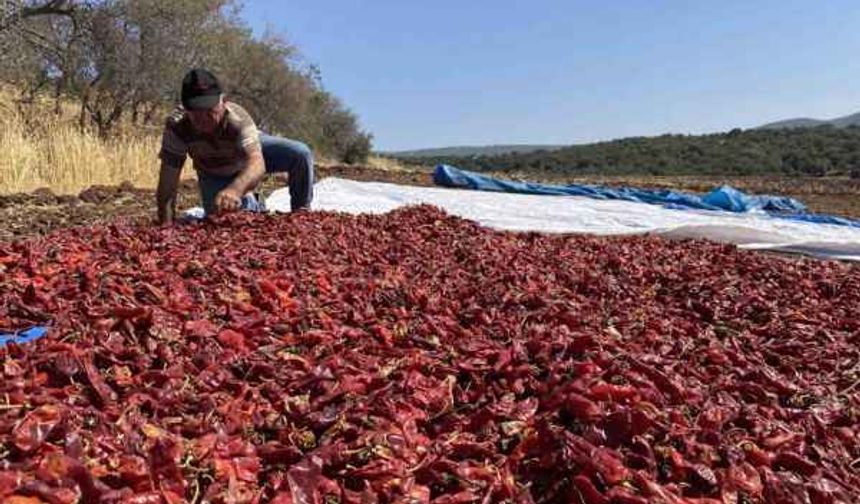 Maraş'ın tescilli ürünü için hasat zamanı 